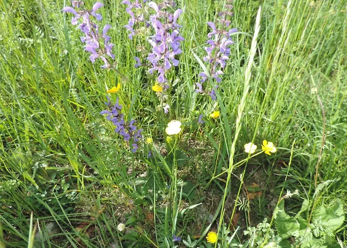 Alpenrose